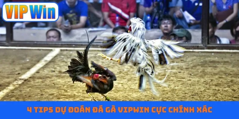 4 tips dự đoán đá gà Vipwin cực chính xác